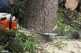 How Our Tree Care Process Works  in  Folly Beach, SC