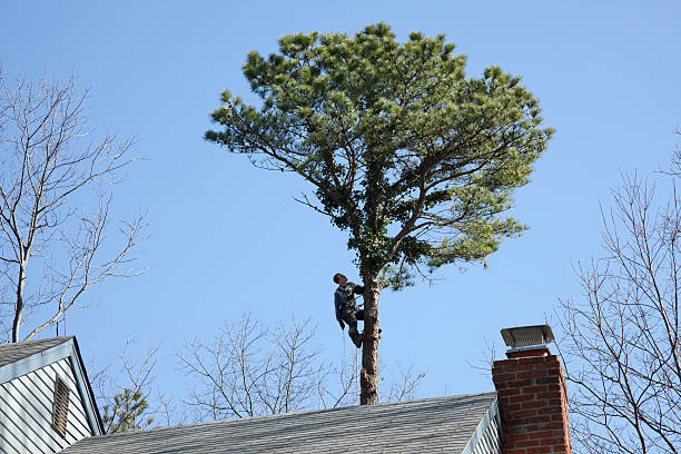 Trusted Folly Beach, SC Tree Care Experts